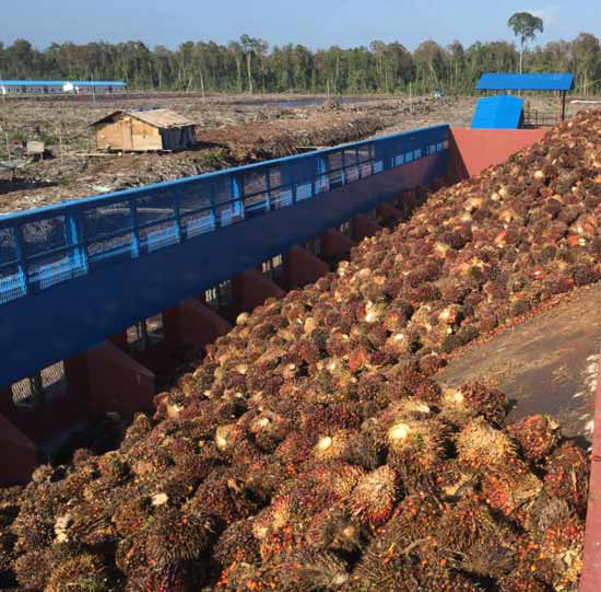 palm-fruit.jpg