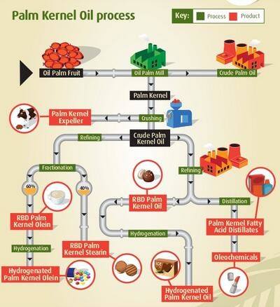 Máquina de prensa de aceite de almendra de palma