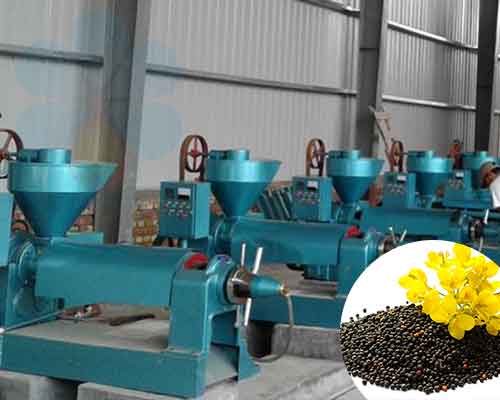 Máquina de prensa de aceite de colza/canola