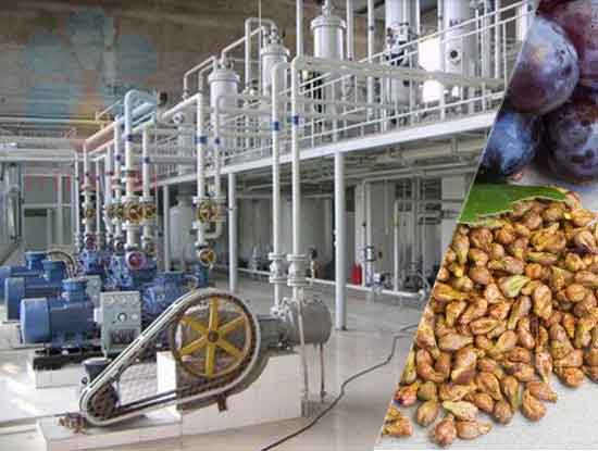Máquina de extracción de aceite de semilla de uva